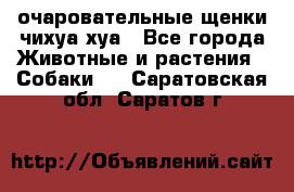 очаровательные щенки чихуа-хуа - Все города Животные и растения » Собаки   . Саратовская обл.,Саратов г.